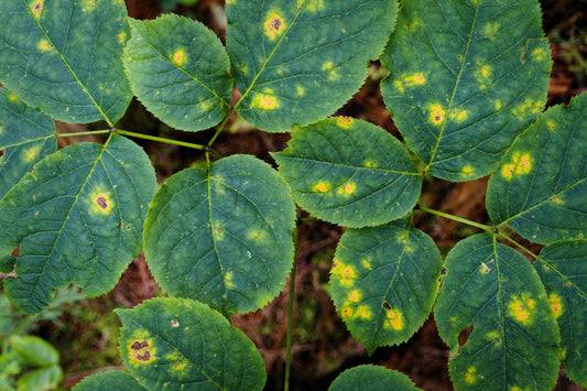O que acontece quando a planta não é protegida do estresse